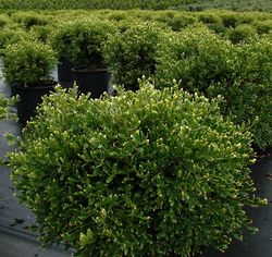 Buxus x 'Green Gem' — photo 2